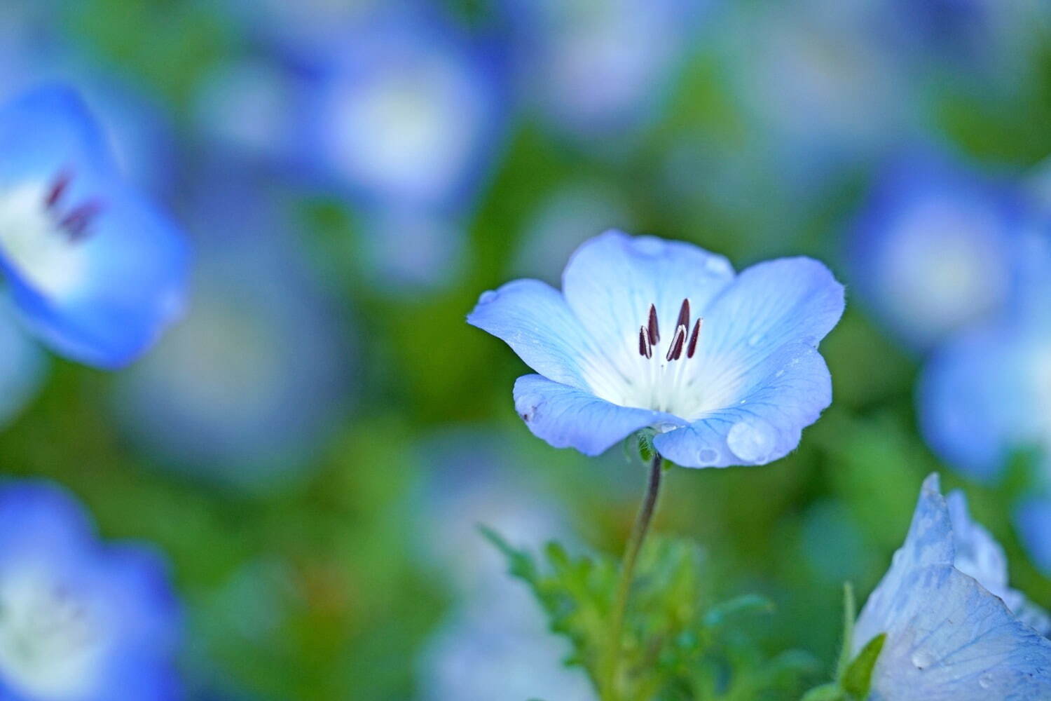 茨城・国営ひたち海浜公園「ネモフィラ」約530万本による青一色の絶景、チューリップなど春の花々も｜写真3