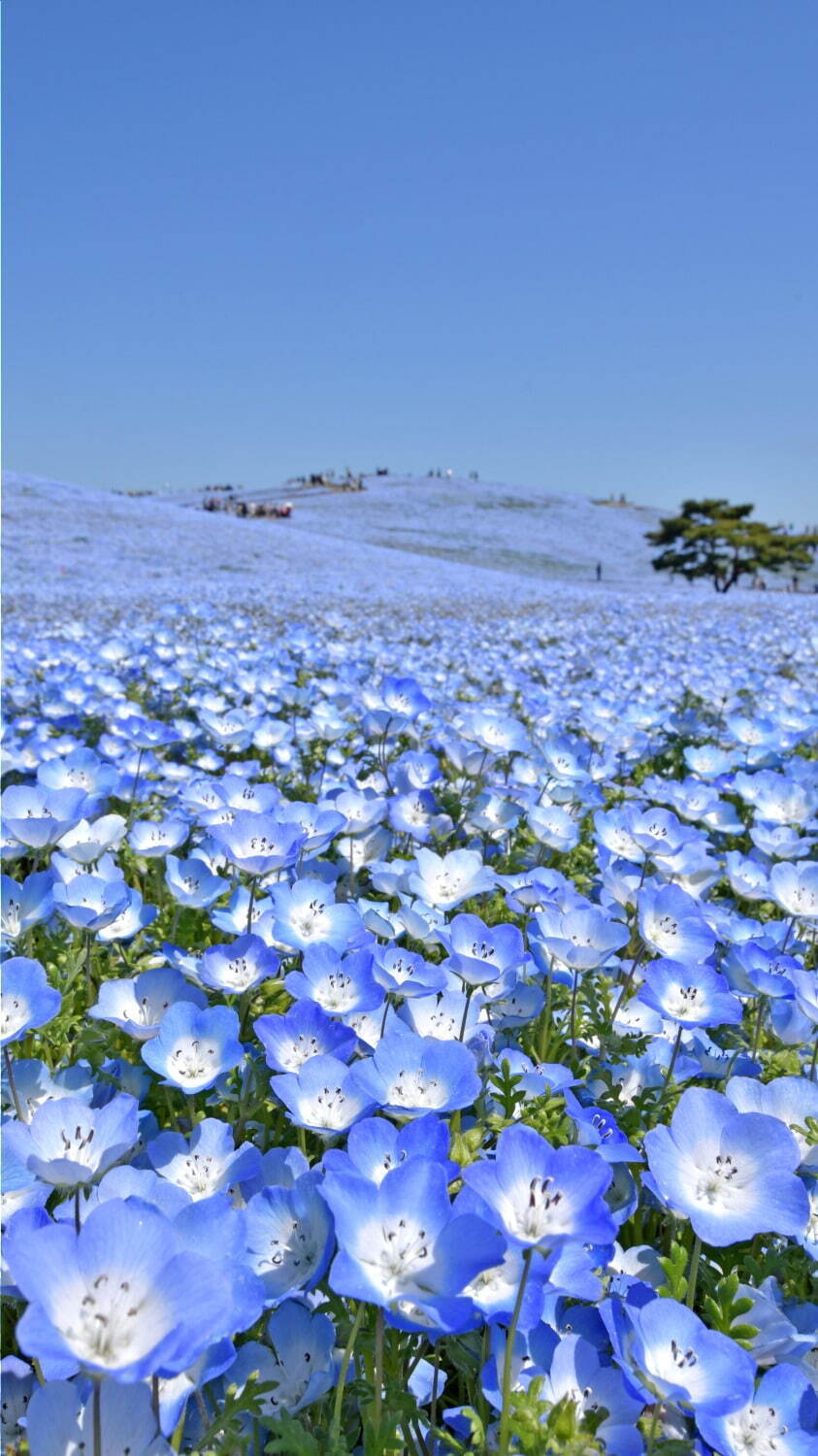 茨城・国営ひたち海浜公園「ネモフィラ」約530万本による青一色の絶景、チューリップなど春の花々も｜写真1