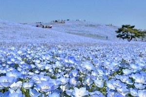 茨城・国営ひたち海浜公園「ネモフィラ」約530万本による青一色の絶景、チューリップなど春の花々も