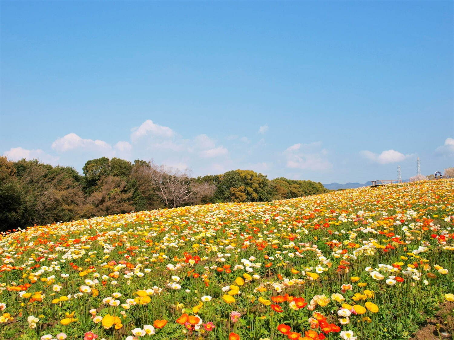 「チューリップフェスタ」約8万本のチューリップが大阪・万博記念公園に、ネモフィラやポピーの花も｜写真9