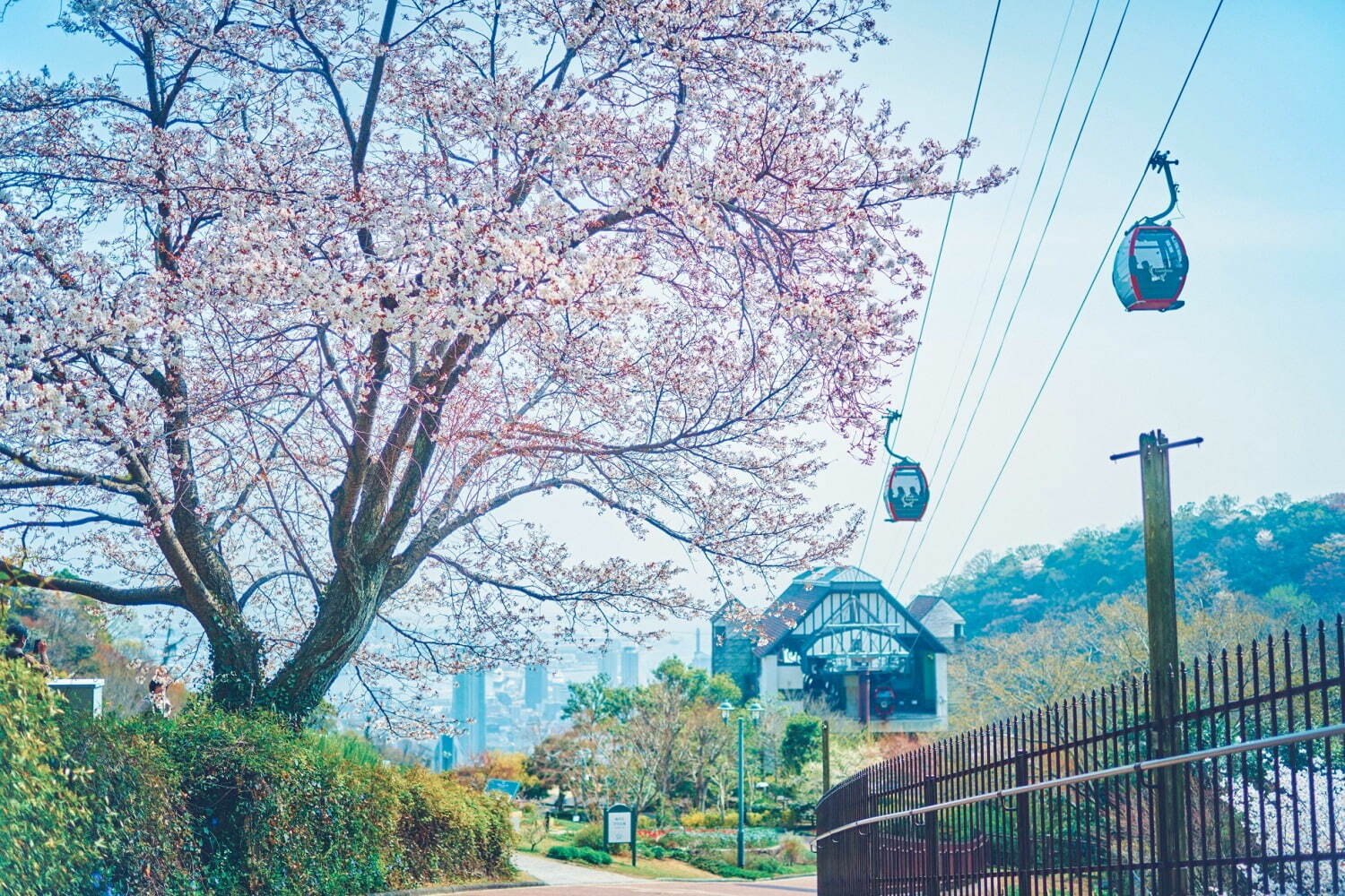 神戸布引ハーブ園でお花見 - 山桜と神戸の街並みを眺める展望エリア、手ぶらピクニックプランも｜写真2