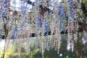 「クリスタルガラス 藤の花」箱根ガラスの森美術館で、“紫＆虹色に輝く”400房のフラワーオブジェ