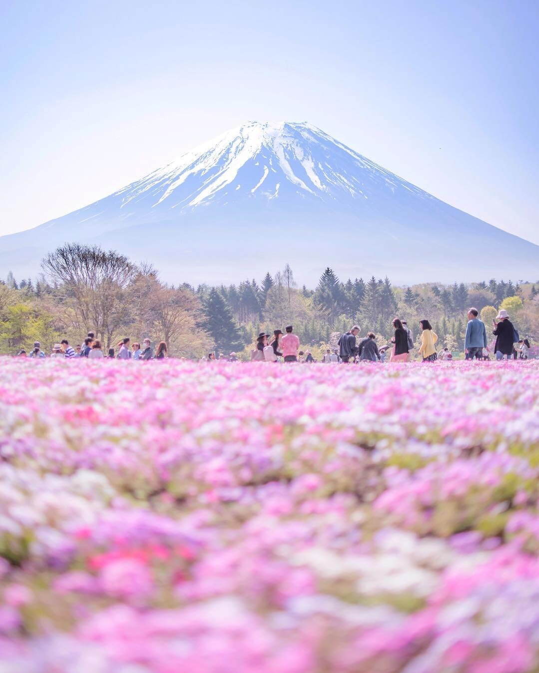 富士山麓の春の風物詩「富士芝桜まつり」約50万株の芝桜咲く絶景お花見イベント、山梨・富士河口湖で