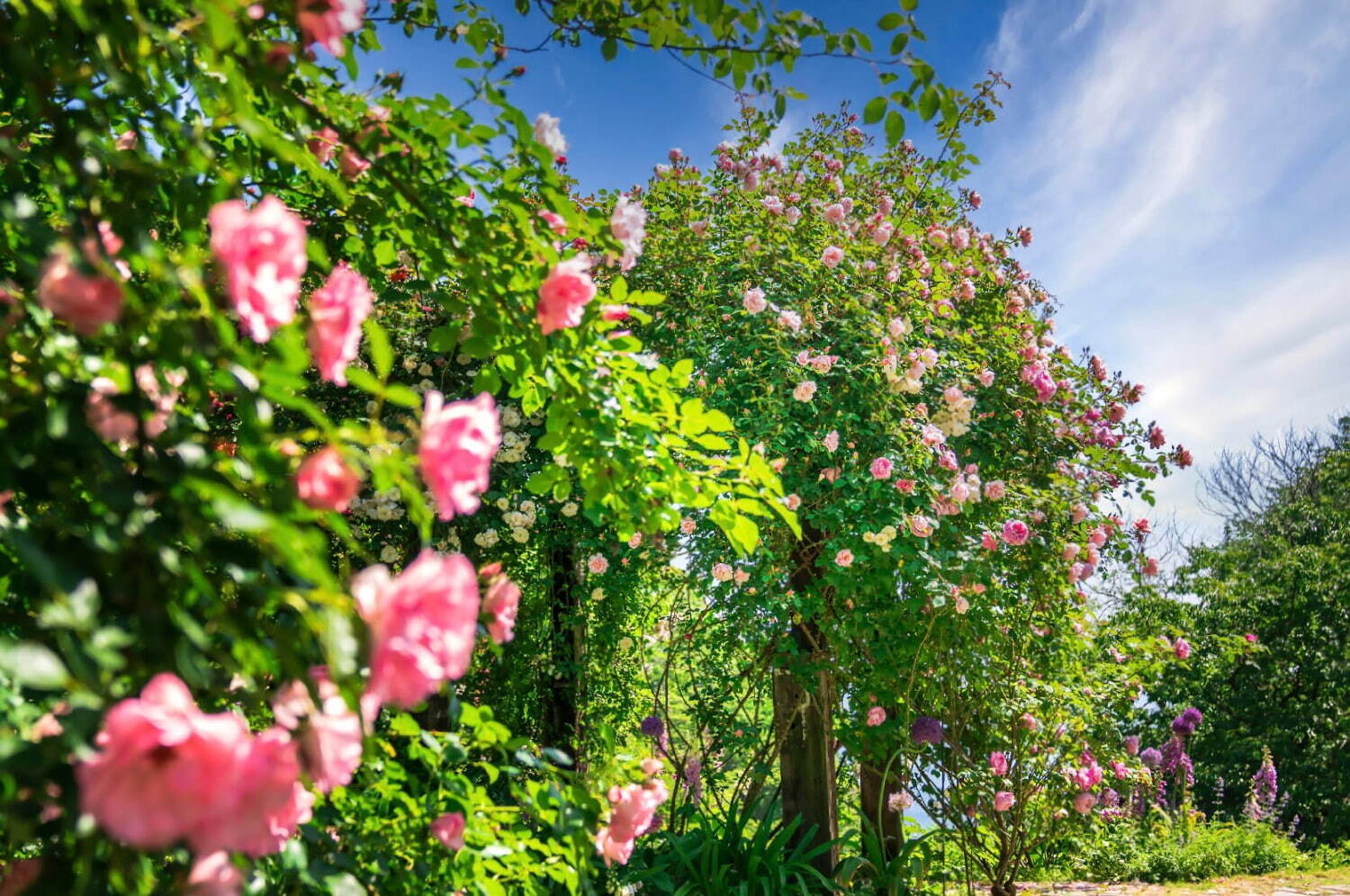 熱海のローズガーデン「アカオ フォレスト」600種4,000株のバラが咲くローズフェスタ開催｜写真2