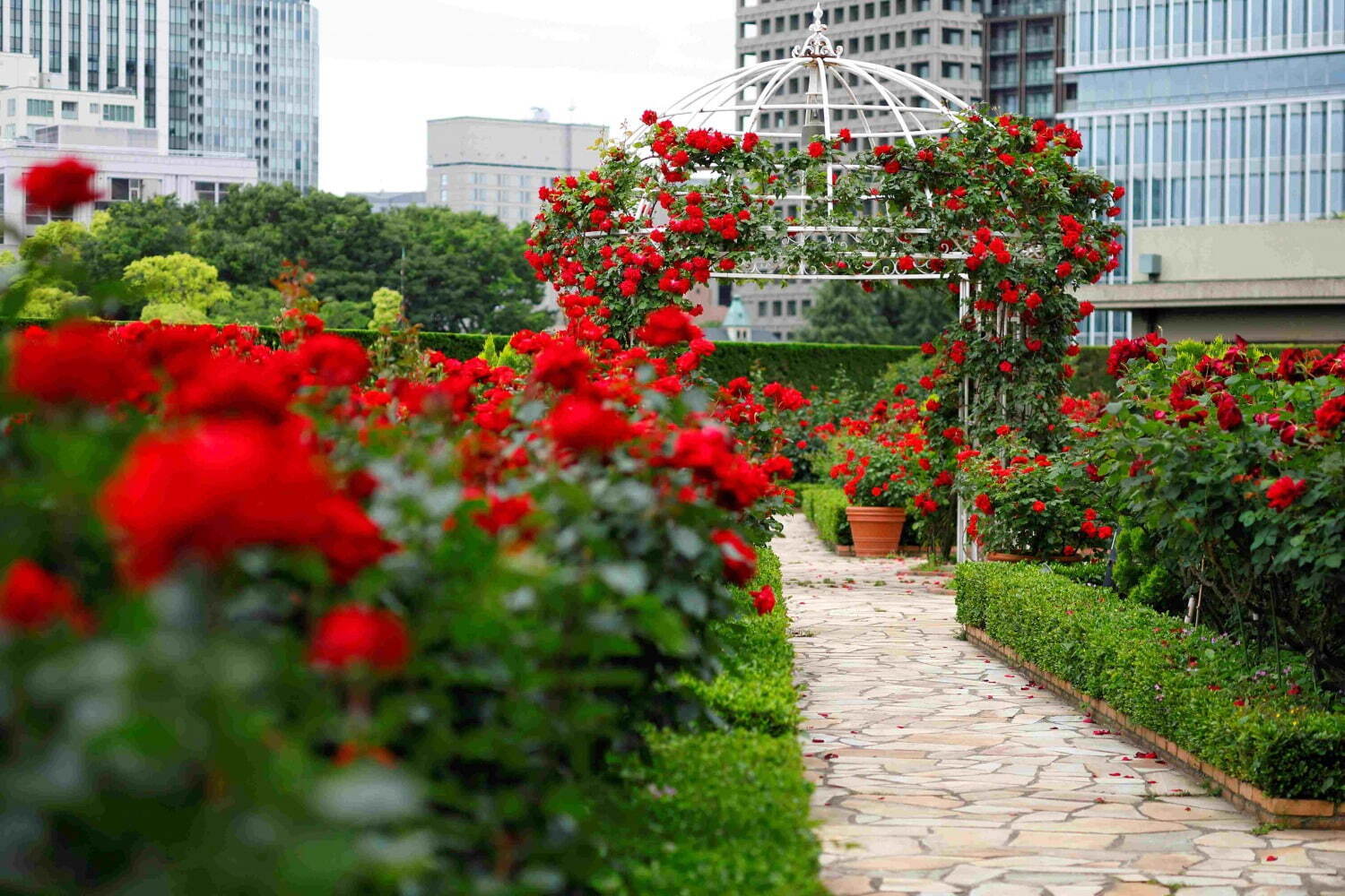 ホテルニューオータニ(東京)がローズガーデンを公開、真紅のバラ咲く屋上庭園-アフタヌーンティーも｜写真5