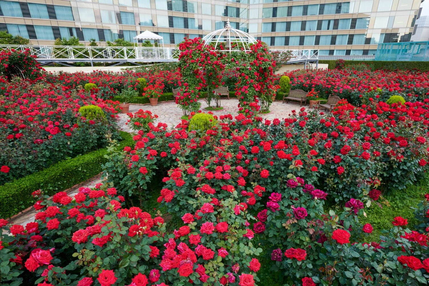 ホテルニューオータニ(東京)がローズガーデンを公開、真紅のバラ咲く屋上庭園-アフタヌーンティーも｜写真3