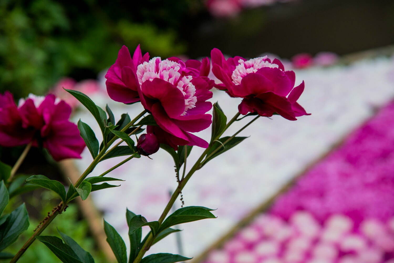 茨城“世界最大級”の「つくば牡丹園」約6万株の牡丹＆シャクヤク、池の水面に浮かぶ花々も｜写真1