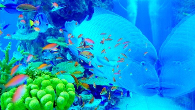 「ソニーアクアリウム」銀座ソニーパークで開催 - 沖縄美ら海水族館の世界を巨大水槽で再現｜写真1