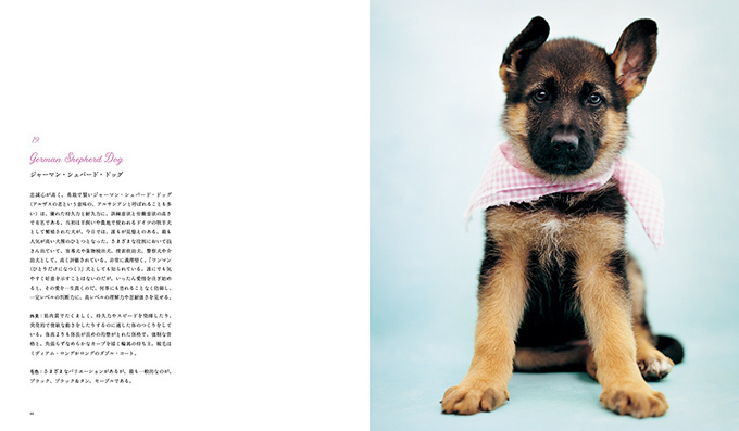 写真集『世界の美しい犬101』101匹を集めたビジュアル犬図鑑、性格や特徴も紹介｜写真3
