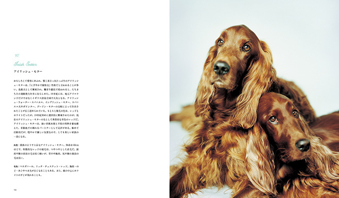 写真集『世界の美しい犬101』101匹を集めたビジュアル犬図鑑、性格や特徴も紹介｜写真5