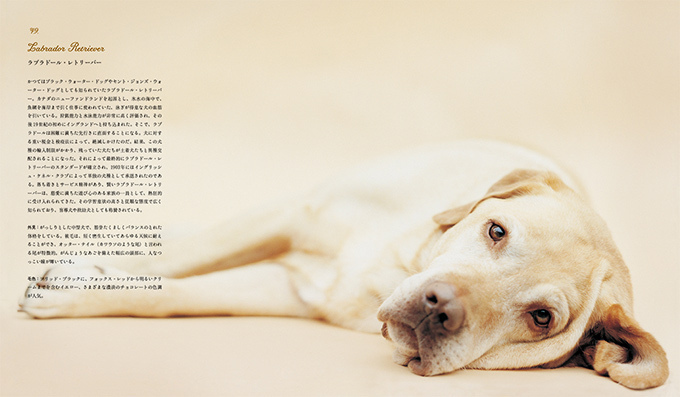 写真集『世界の美しい犬101』101匹を集めたビジュアル犬図鑑、性格や特徴も紹介｜写真6