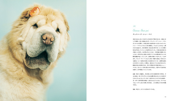 写真集『世界の美しい犬101』101匹を集めたビジュアル犬図鑑、性格や特徴も紹介｜写真7
