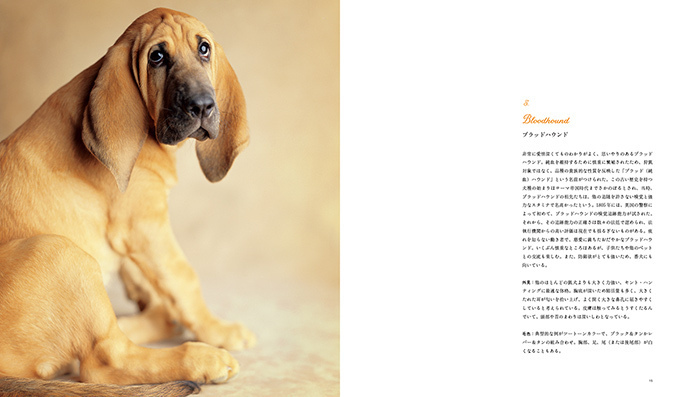 写真集『世界の美しい犬101』101匹を集めたビジュアル犬図鑑、性格や特徴も紹介｜写真8