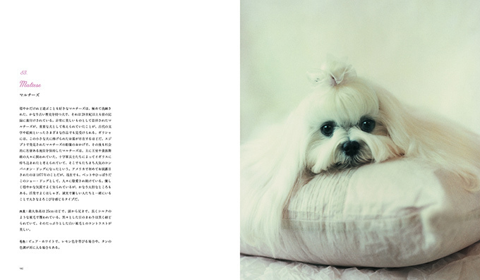 写真集『世界の美しい犬101』101匹を集めたビジュアル犬図鑑、性格や特徴も紹介｜写真9