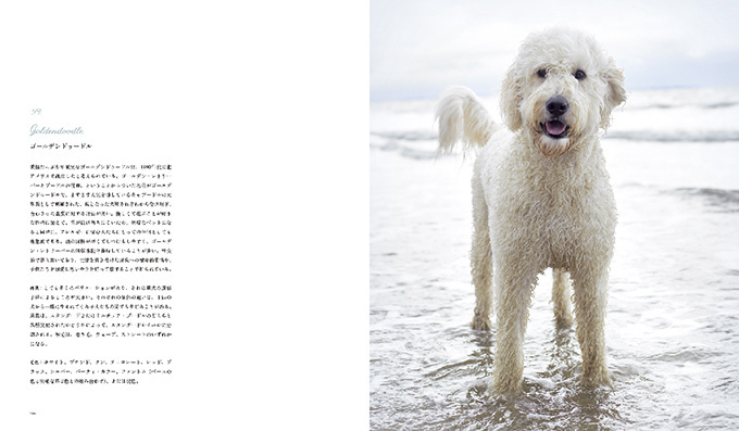 写真集『世界の美しい犬101』101匹を集めたビジュアル犬図鑑、性格や特徴も紹介｜写真10