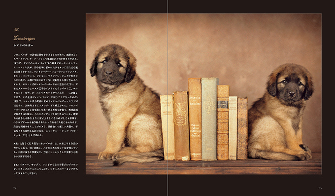 写真集『世界の美しい犬101』101匹を集めたビジュアル犬図鑑、性格や特徴も紹介｜写真11