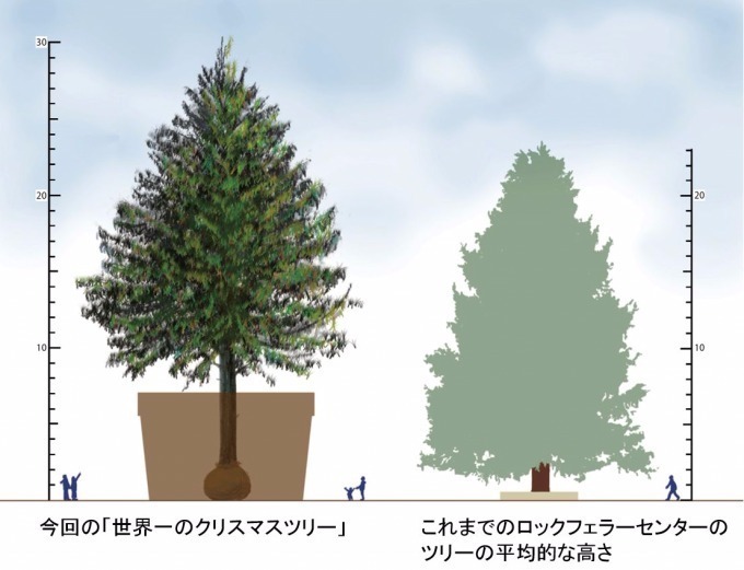 「世界一のクリスマスツリー」神戸に出現 - 富山から届く、約30m“あすなろの木”が世界一輝く木に｜写真3