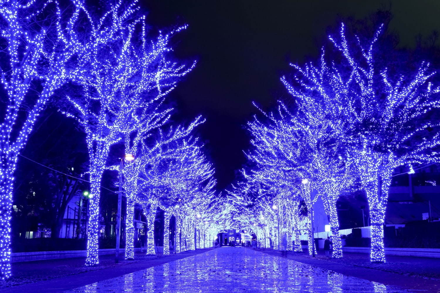 『青の洞窟 SHIBUYA』渋谷公園通り～代々木公園ケヤキ並木が青一色に染まる｜写真1