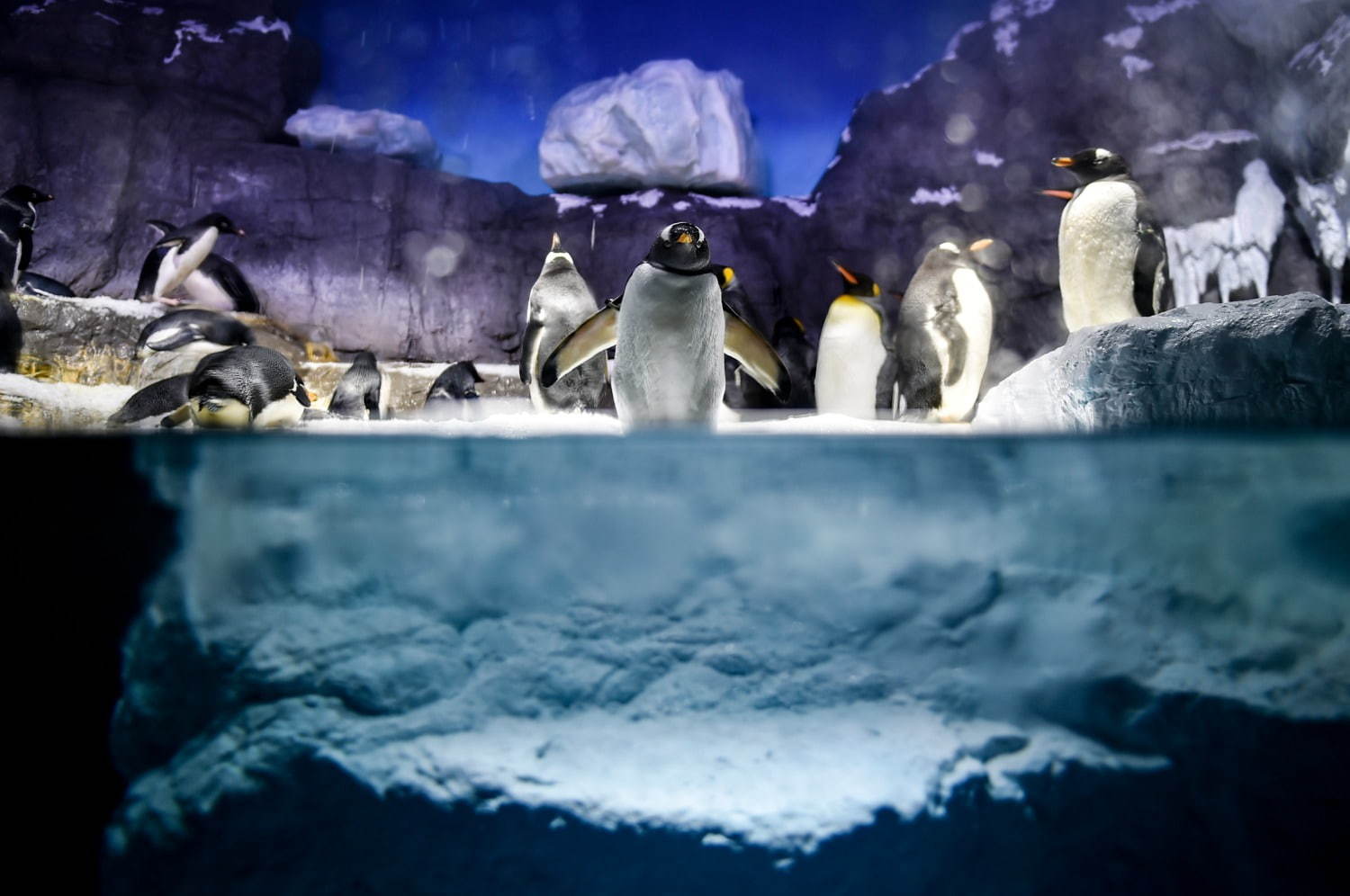大阪ベイエリア：リニューアルした「海遊館」の南極大陸水槽