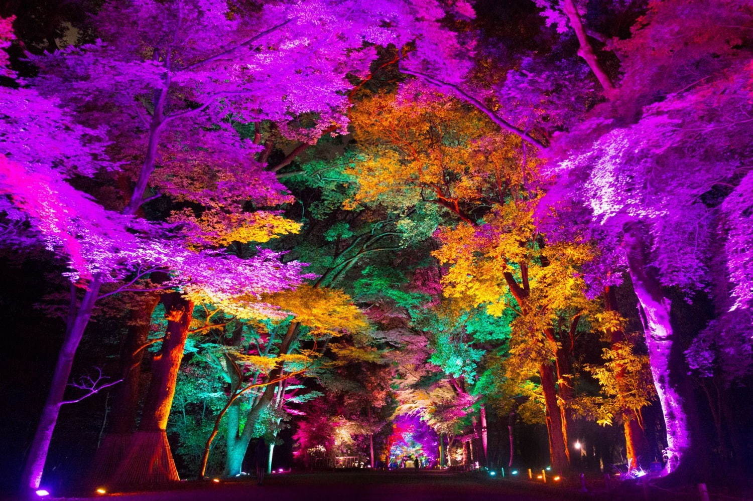 香川で「チームラボ 栗林公園 光の祭」自然の美しさを活かしたアート、呼応する光と音の空間｜写真7