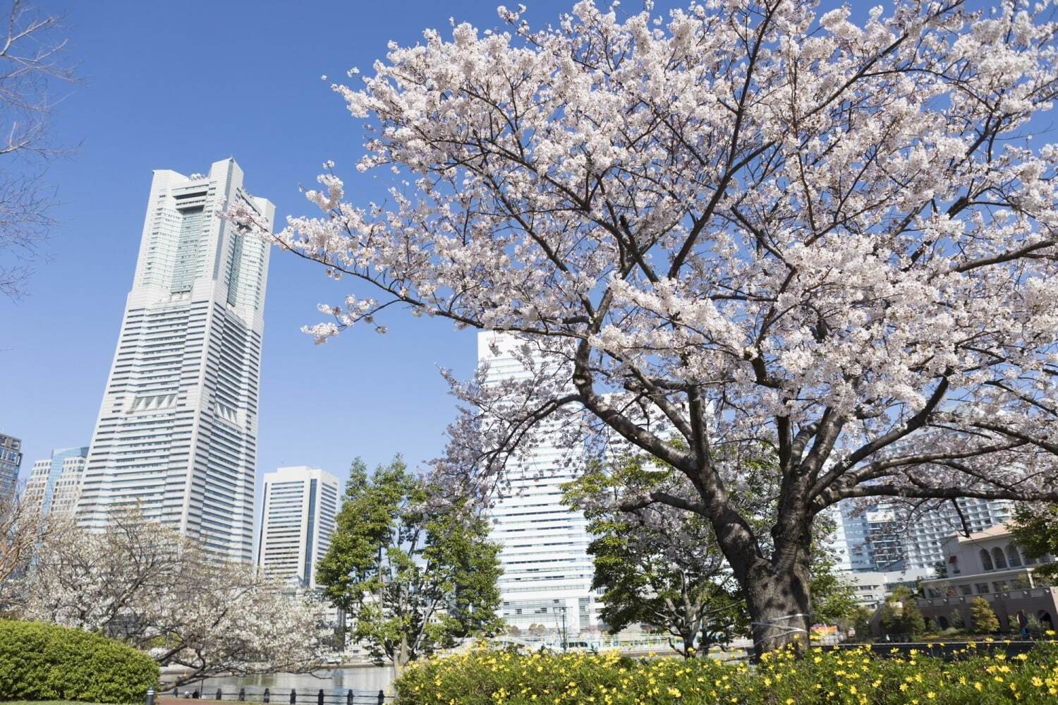 「ガーデンネックレス横浜2022」“花と街歩き”山下公園・港の見える丘公園に桜並木やチューリップ｜写真3