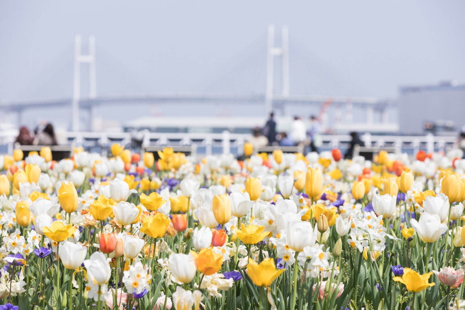 「ガーデンネックレス横浜2022」“花と街歩き”山下公園・港の見える丘公園に桜並木やチューリップ｜写真1