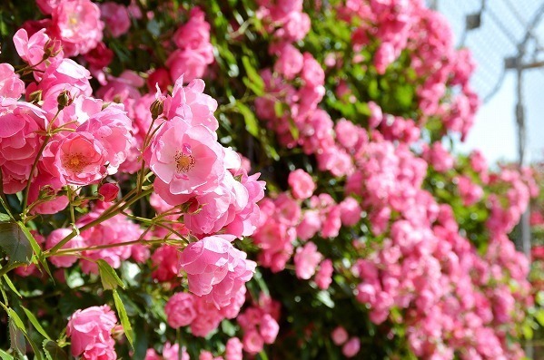 小田原フラワーガーデン「春のローズフェスタ」華やかに咲き誇る満開の“春バラ”＆バラスイーツも｜写真5