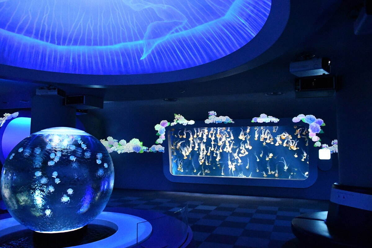 新江ノ島水族館“紫陽花×海の生き物たち”のコラボイベント、幻想的な光の演出＆あじさいドリンク｜写真1