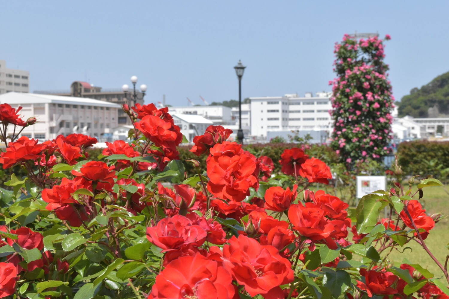 「春のローズフェスタ」横須賀・ヴェルニー公園に約1,700本色とりどりのバラが咲き誇る｜写真1