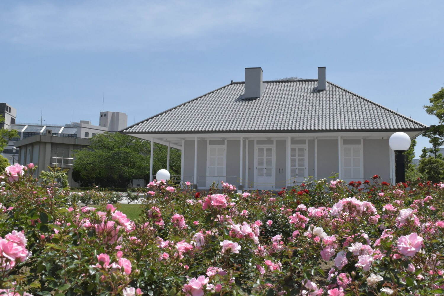 「春のローズフェスタ」横須賀・ヴェルニー公園に約1,700本色とりどりのバラが咲き誇る｜写真3