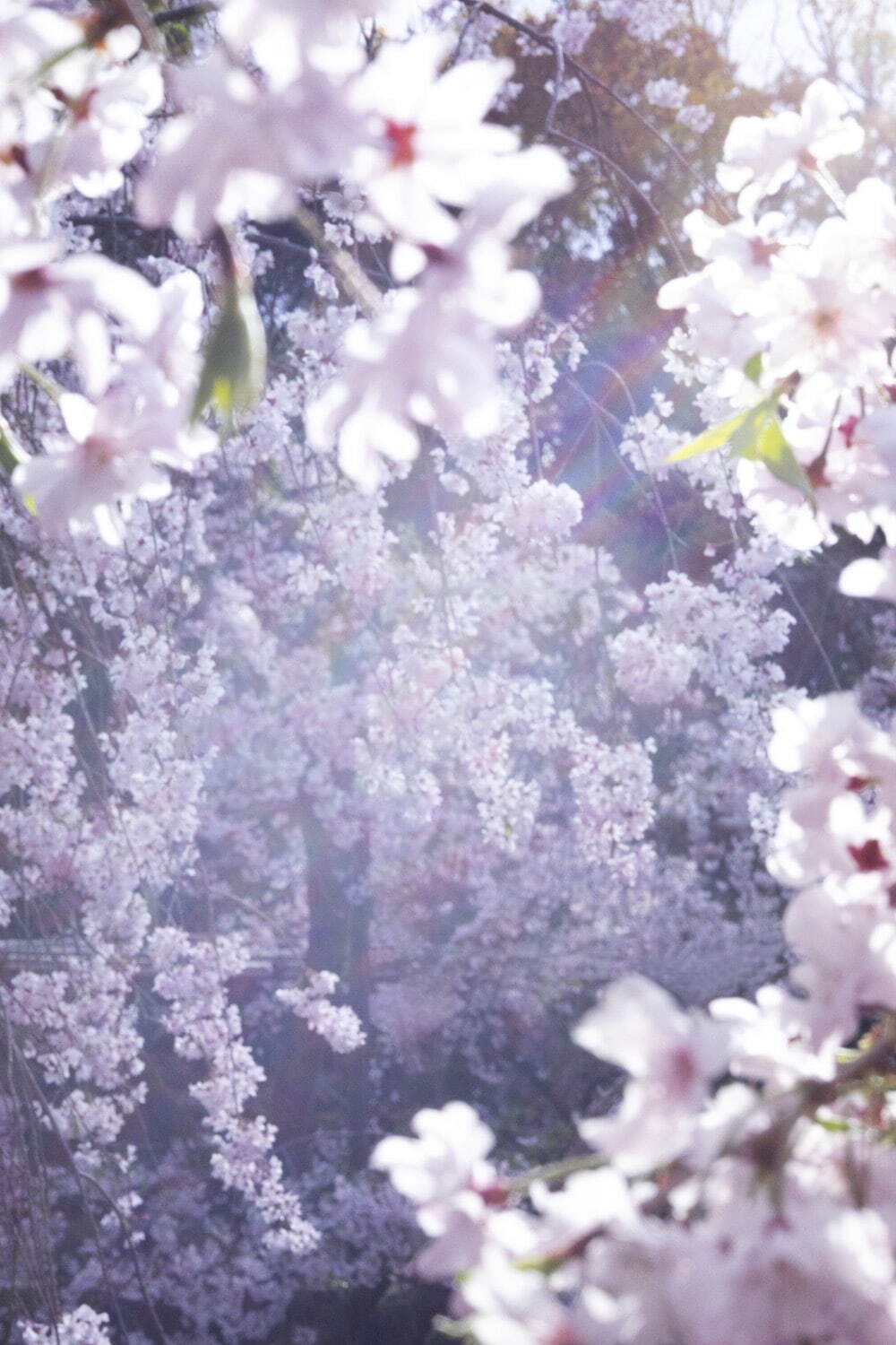 蜷川実花の展覧会が東京都庭園美術館で - 光に満ちあふれた写真・映像とアール・デコ建築の競演｜写真1