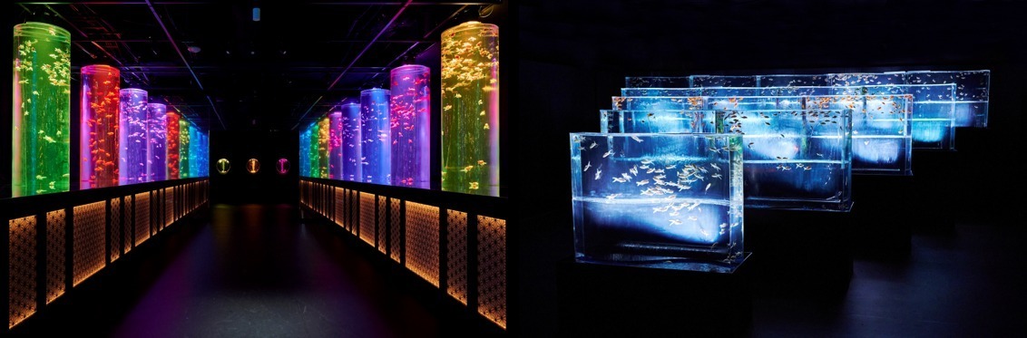 金魚アートの「アートアクアリウム美術館 GINZA」で夏イベント、風鈴トンネルや清涼感UP金魚の滝｜写真6