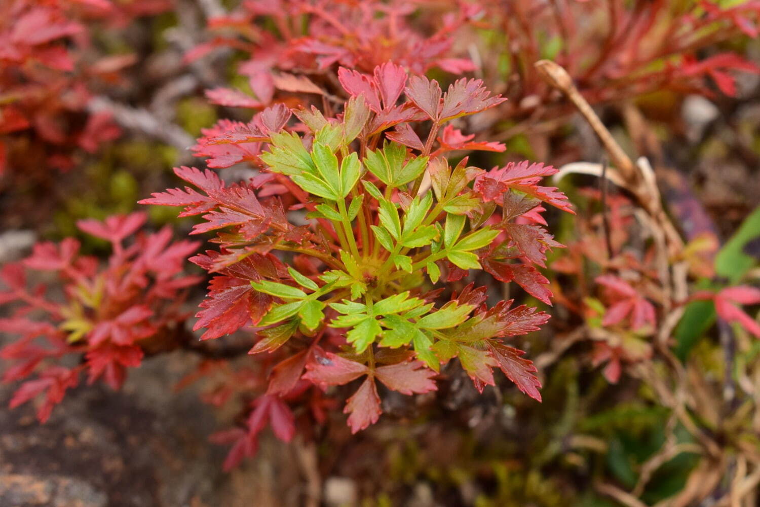 神戸・六甲高山植物園の紅葉が見頃に、 紅葉とアート作品を幻想的にライトアップ｜写真3