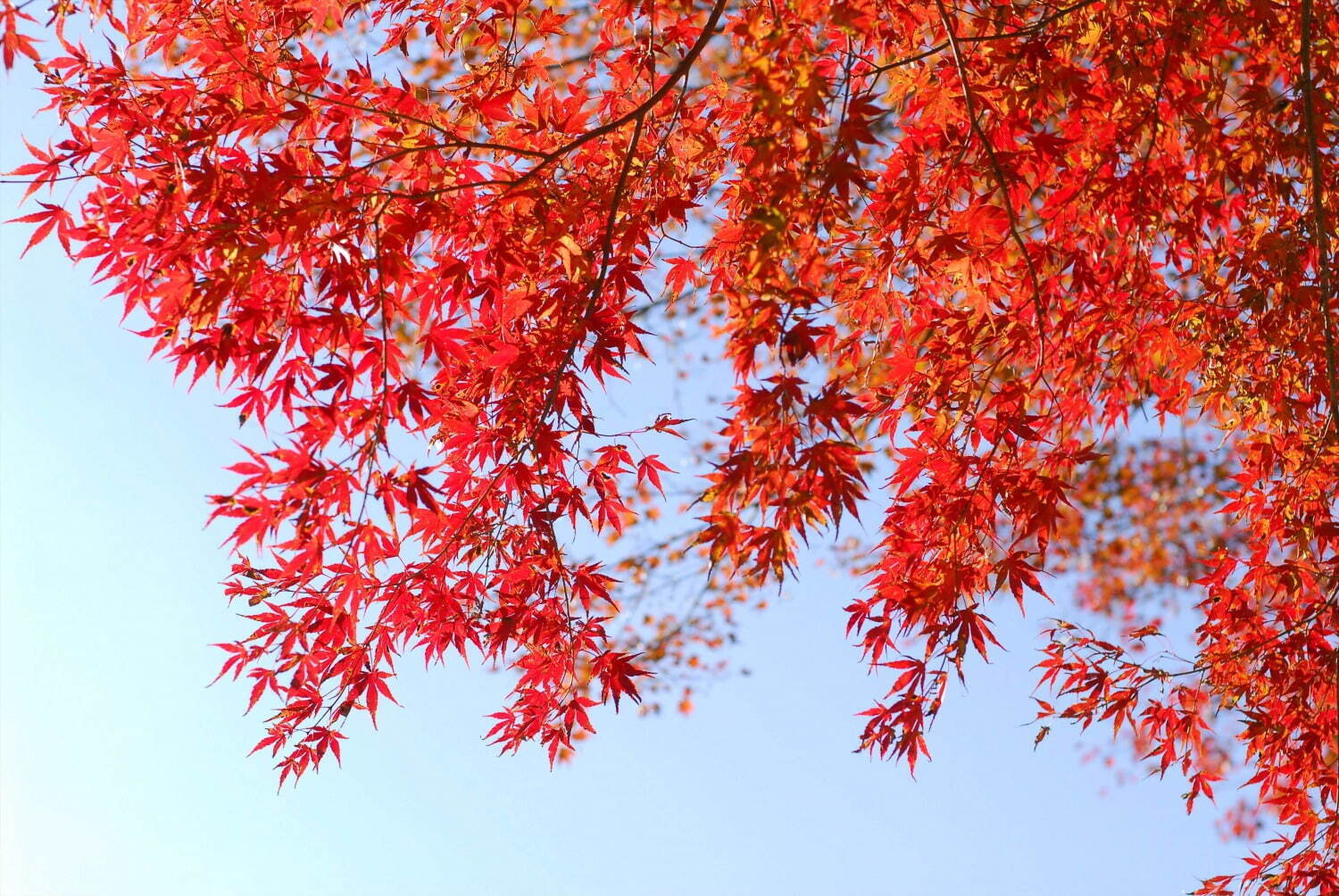 神戸・六甲高山植物園の紅葉が見頃に、 紅葉とアート作品を幻想的にライトアップ｜写真4