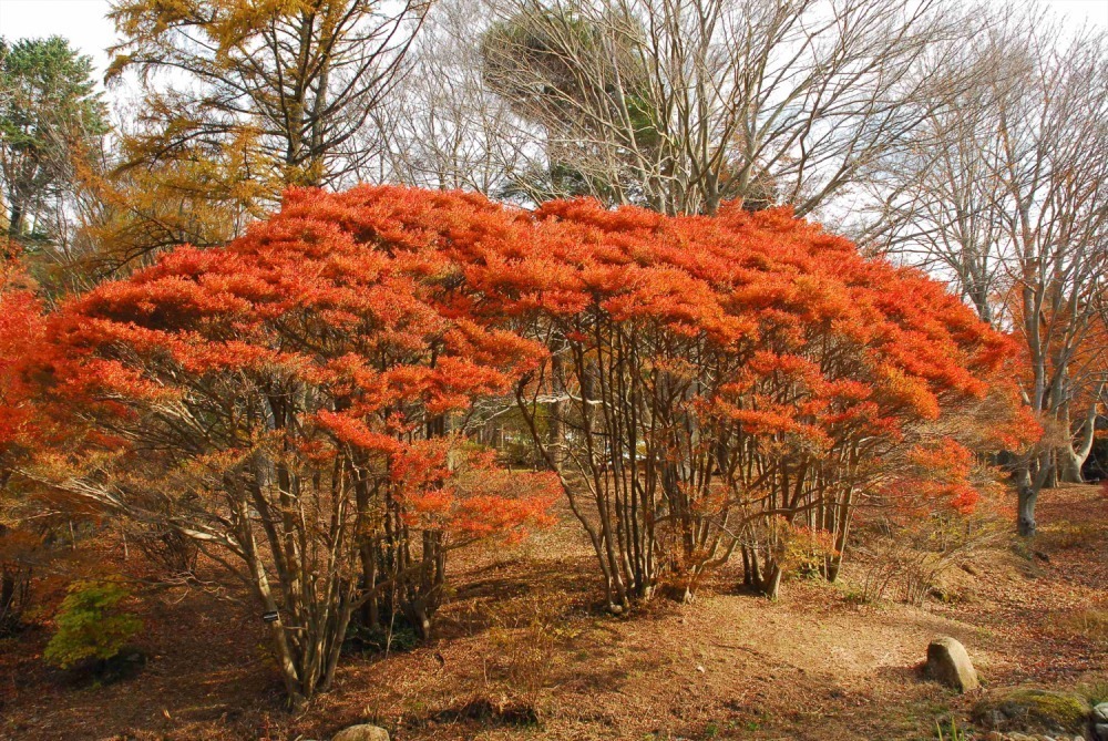 神戸・六甲高山植物園の紅葉が見頃に、 紅葉とアート作品を幻想的にライトアップ｜写真7