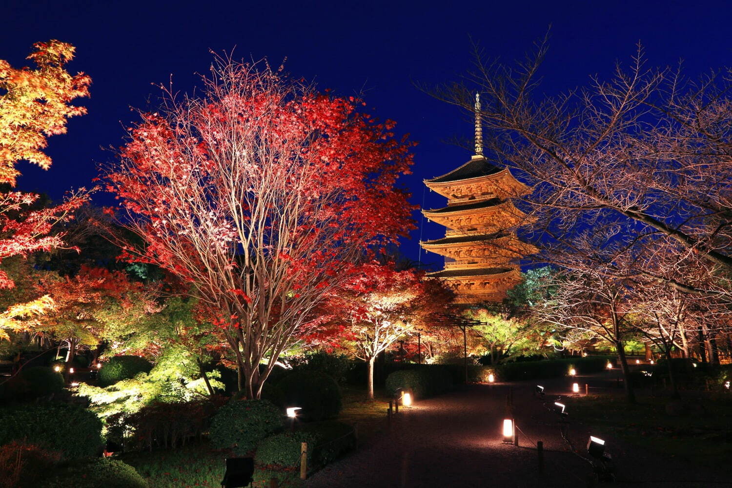 「関西の紅葉イベント2022」京都観光スポットのライトアップ～もみじ狩りにおすすめの名所など｜写真1