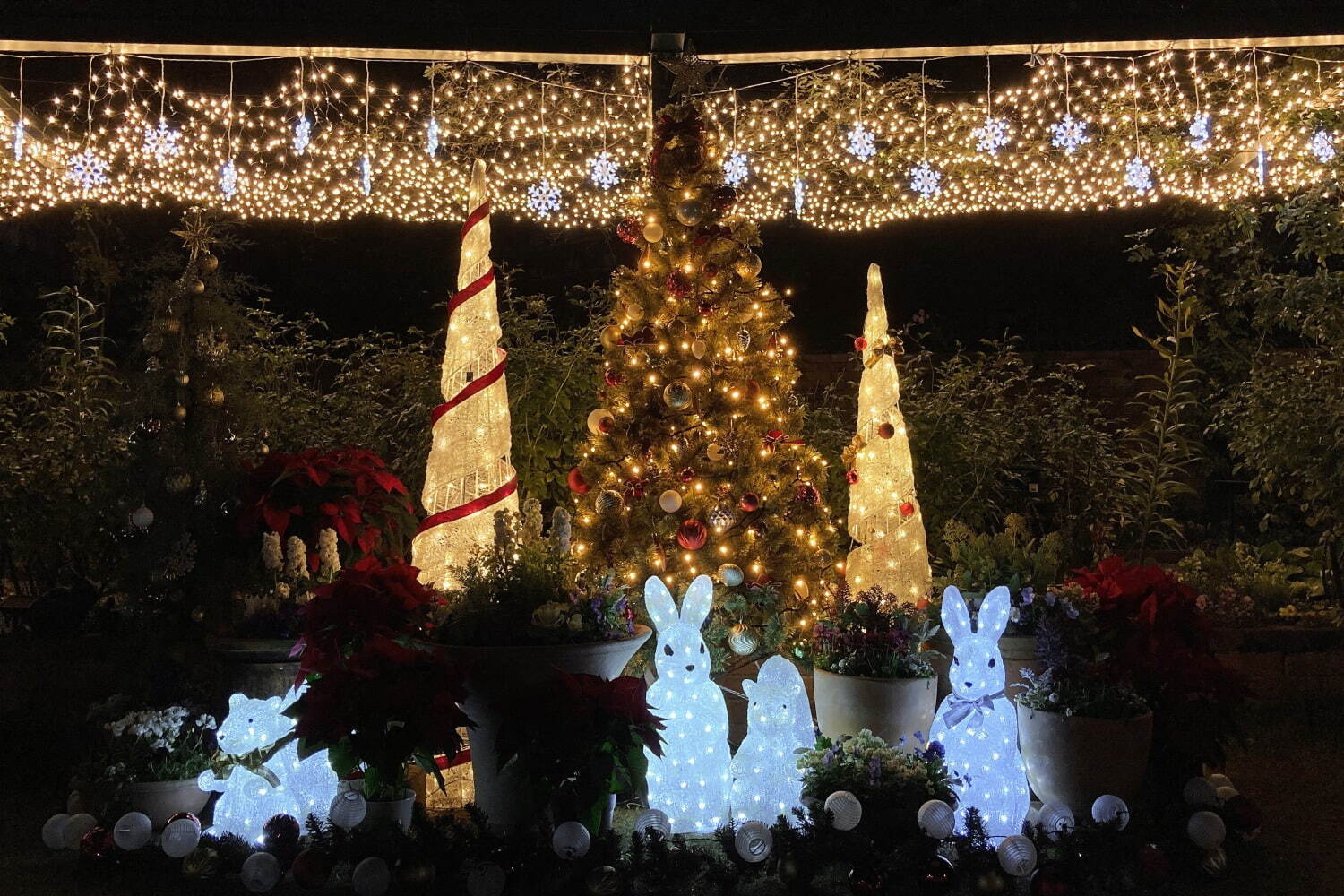 「練馬区立 四季の香ローズガーデン」のクリスマスイルミネーション、バラ園を包み込むあたたかな光｜写真1