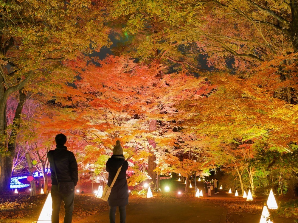 「紅葉見ナイト」約500本のカエデが幻想的にライトアップ、埼玉・国営武蔵丘陵森林公園で｜写真6