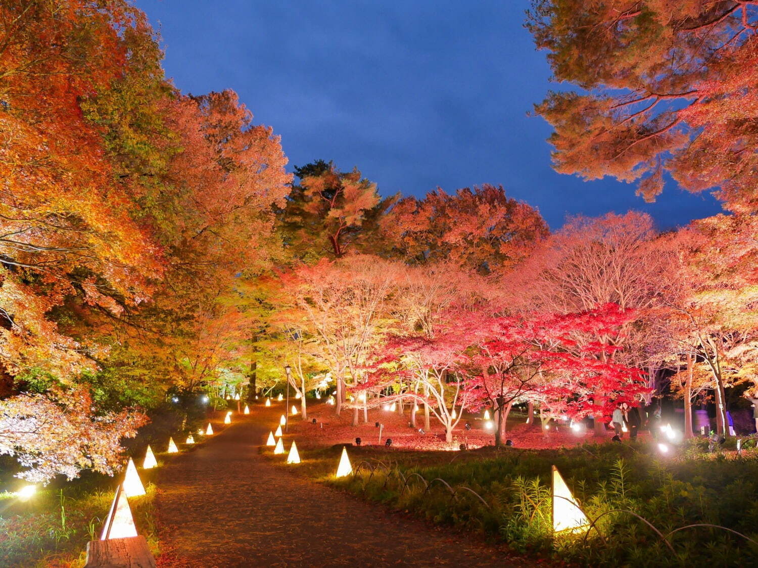 「紅葉見ナイト」約500本のカエデが幻想的にライトアップ、埼玉・国営武蔵丘陵森林公園で｜写真4