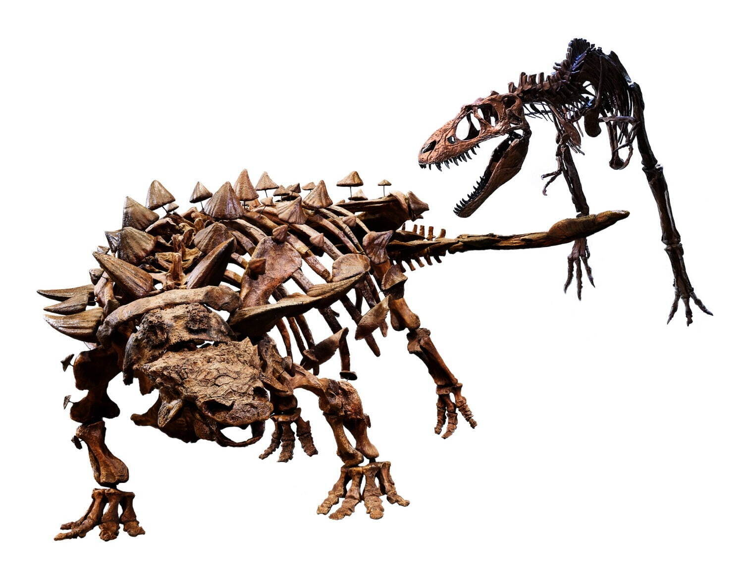 ズールとゴルゴサウルスの対峙シーン
©Royal Ontario Museum photographed by Paul Eekhoff