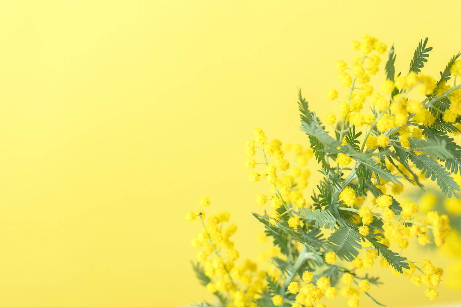 オサジ2023年春フレグランス、“ミモザの香り”のオードトワレ＆ルームミスト｜写真4